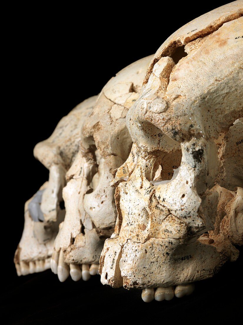 Hominin skulls from Sima de los Huesos