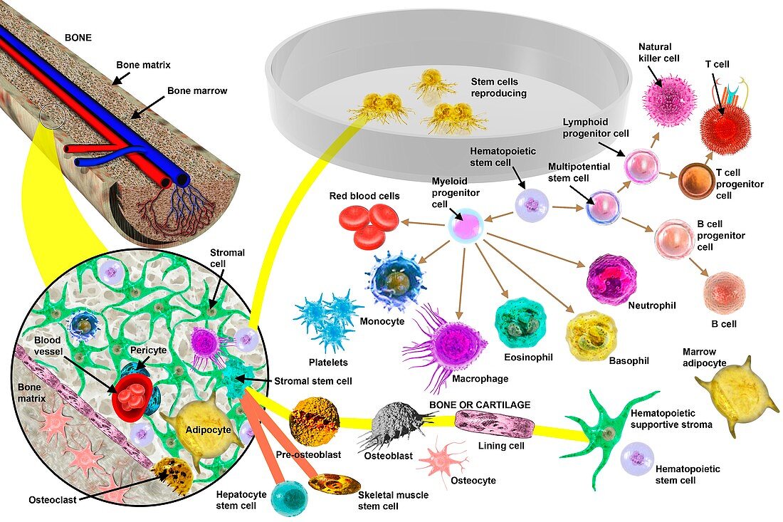 Hematopoietic stem cells,illustration