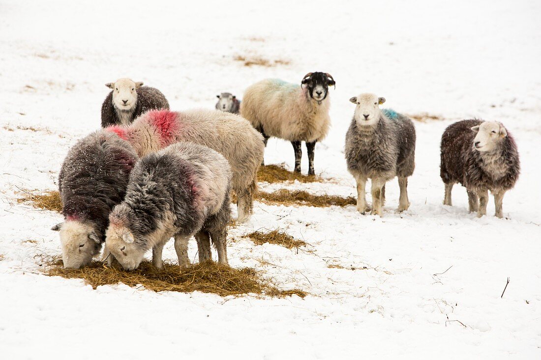 Herdwick sheep feeding on hay