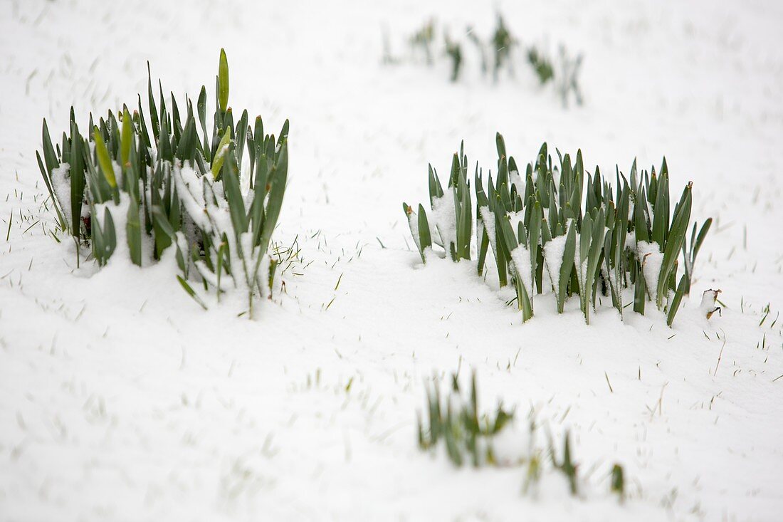Daffodils emerging through snow