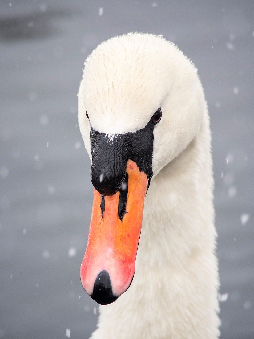 Mute Swan (Cygnus olor) in the snow