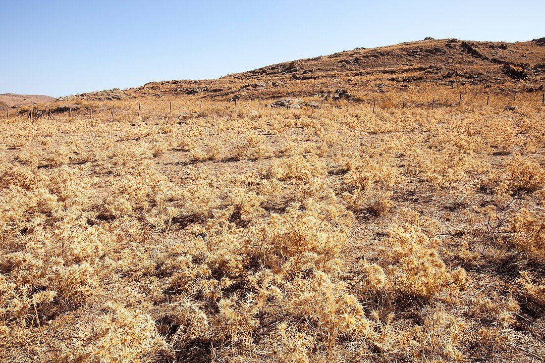 Dried up farmland on Lemnos Greece