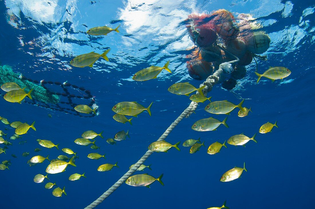 School around a fish aggregation device