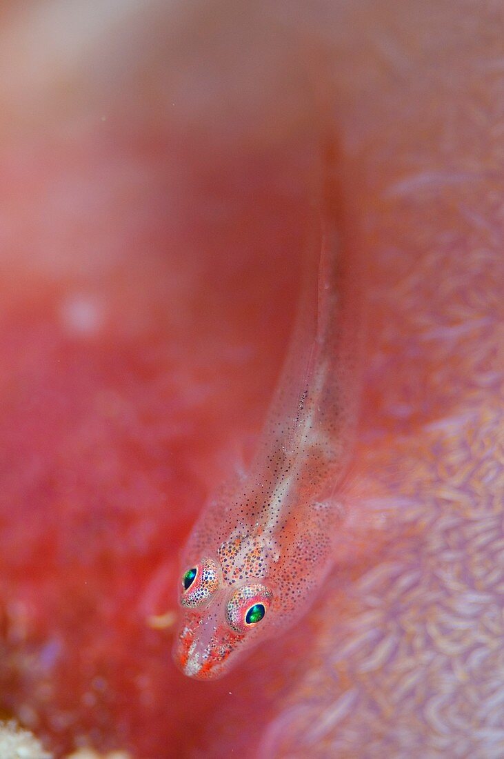 Goby hidden on soft coral