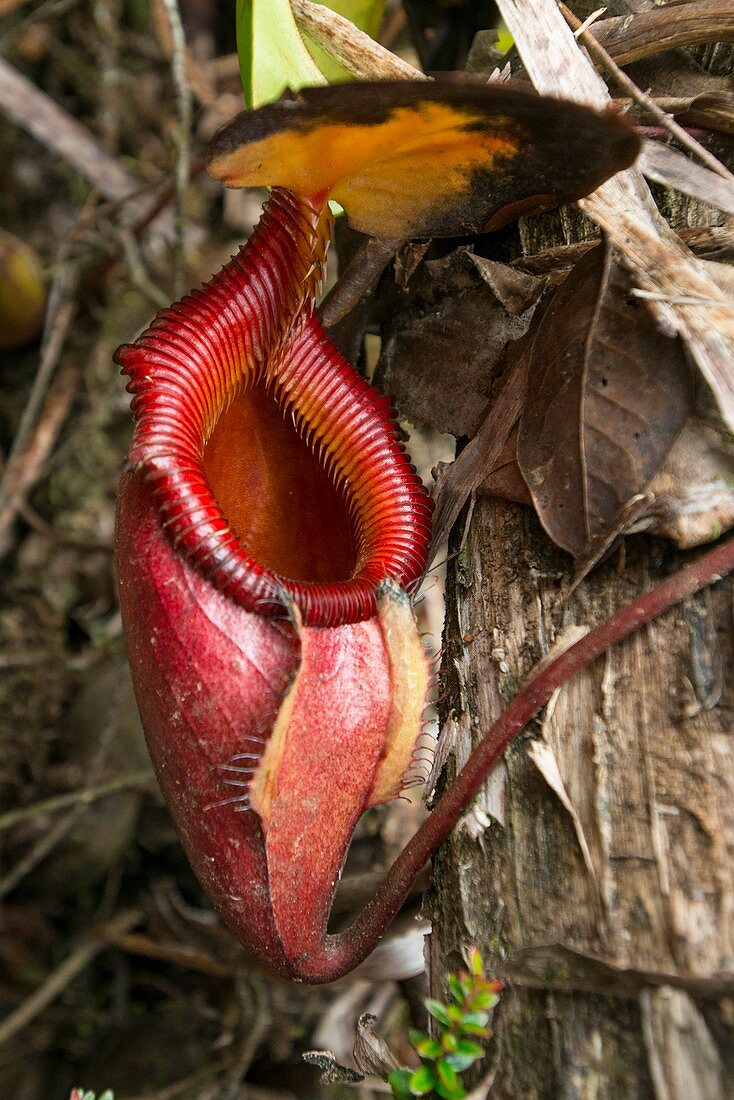 Pitcher plant growing in Kinabalu NP