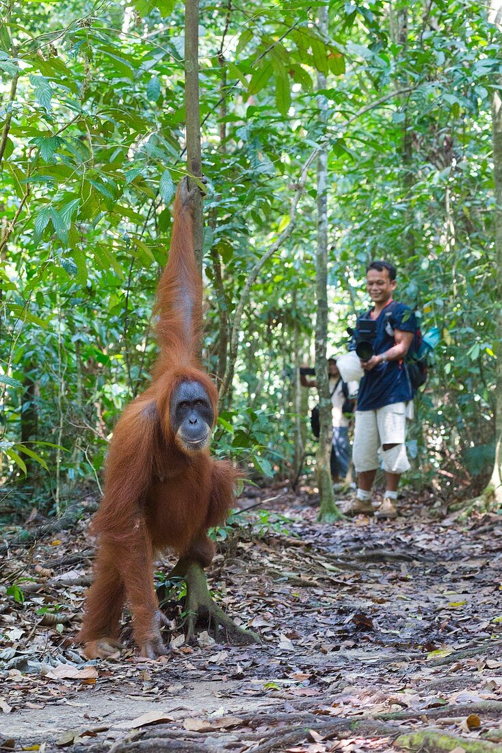 Sumatran orangutan