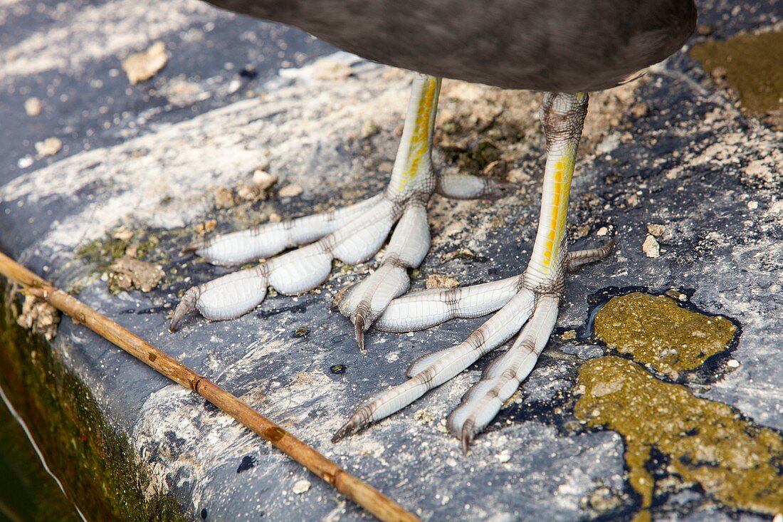 Lobed feet on a Common Coot