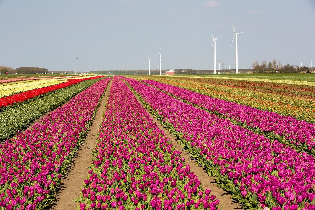Tulips and wind turbines,Netherlands