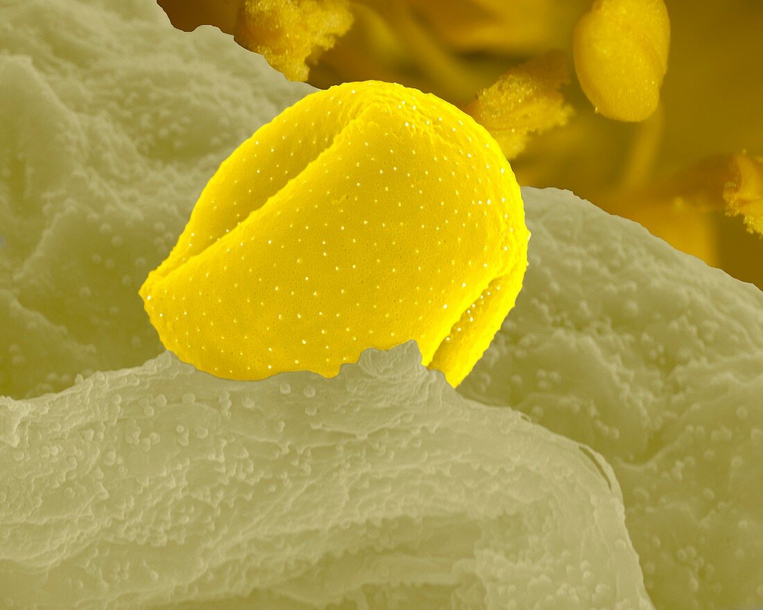 Aconite anther and pollen,SEM