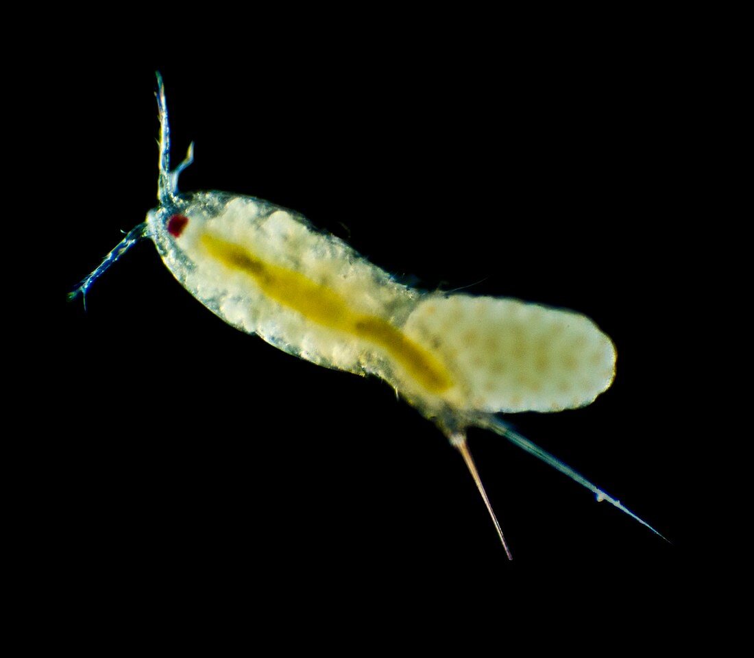 Canthocamptus copepod with eggs