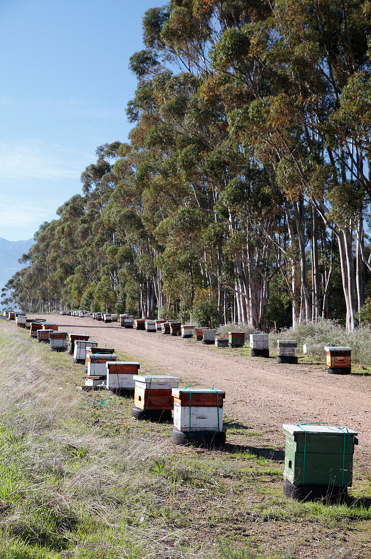 Bee hives,South Africa