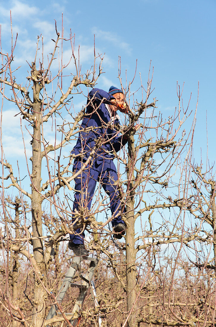 Pear orchard pruning,South Africa