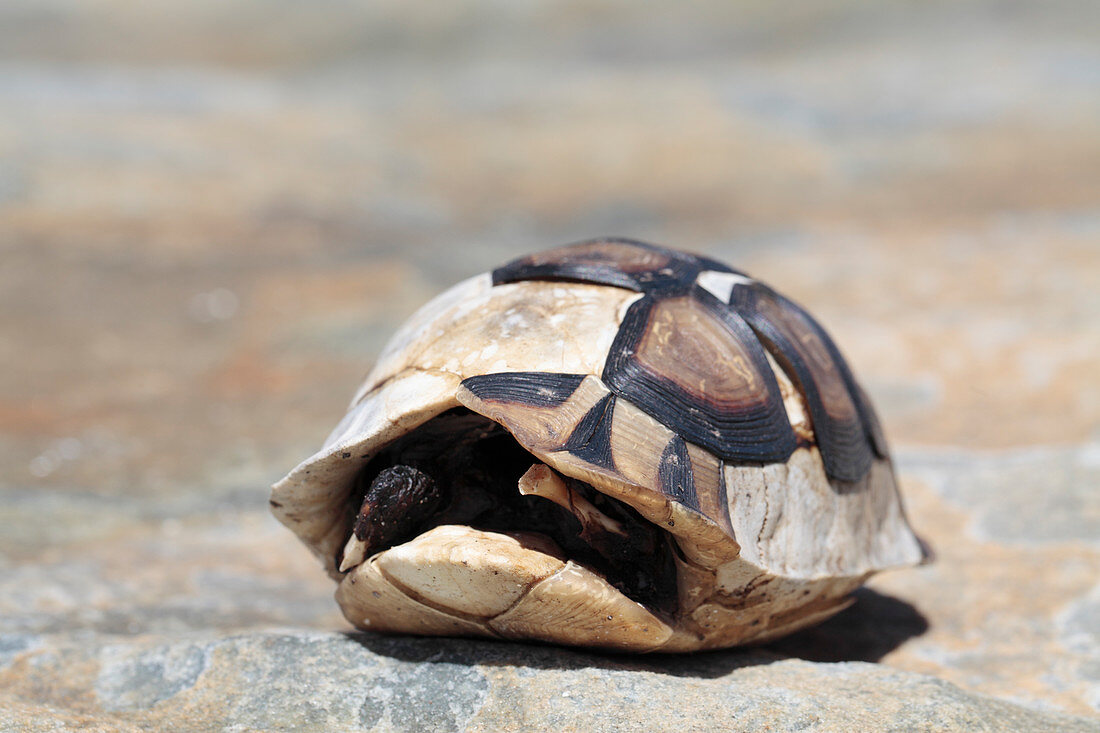 Dead leopard tortoise