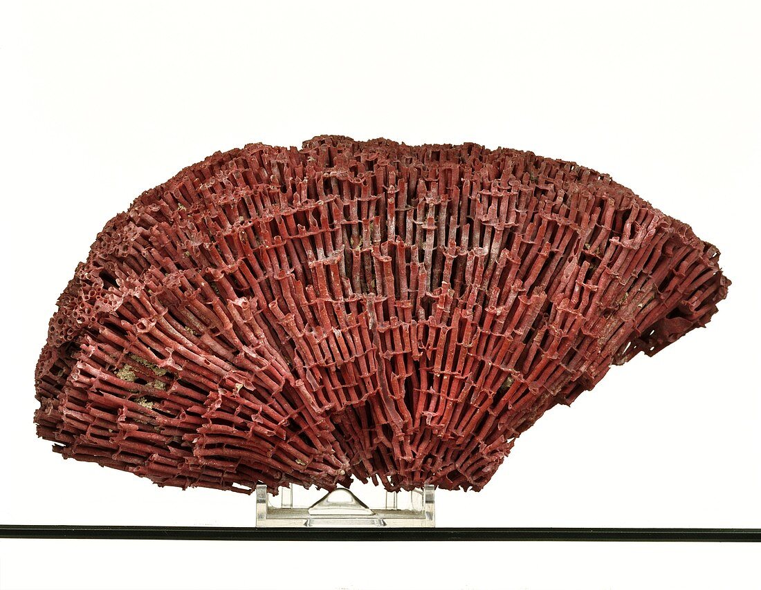 Organ pipe coral specimen
