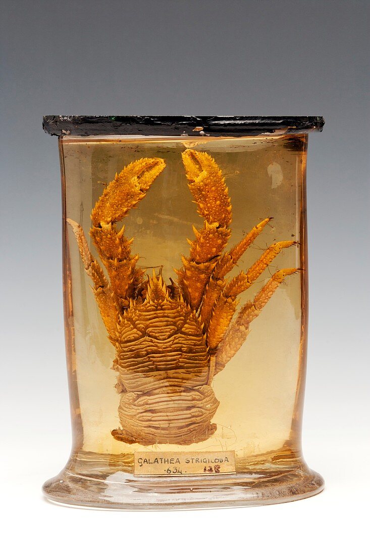 Squat lobster specimen