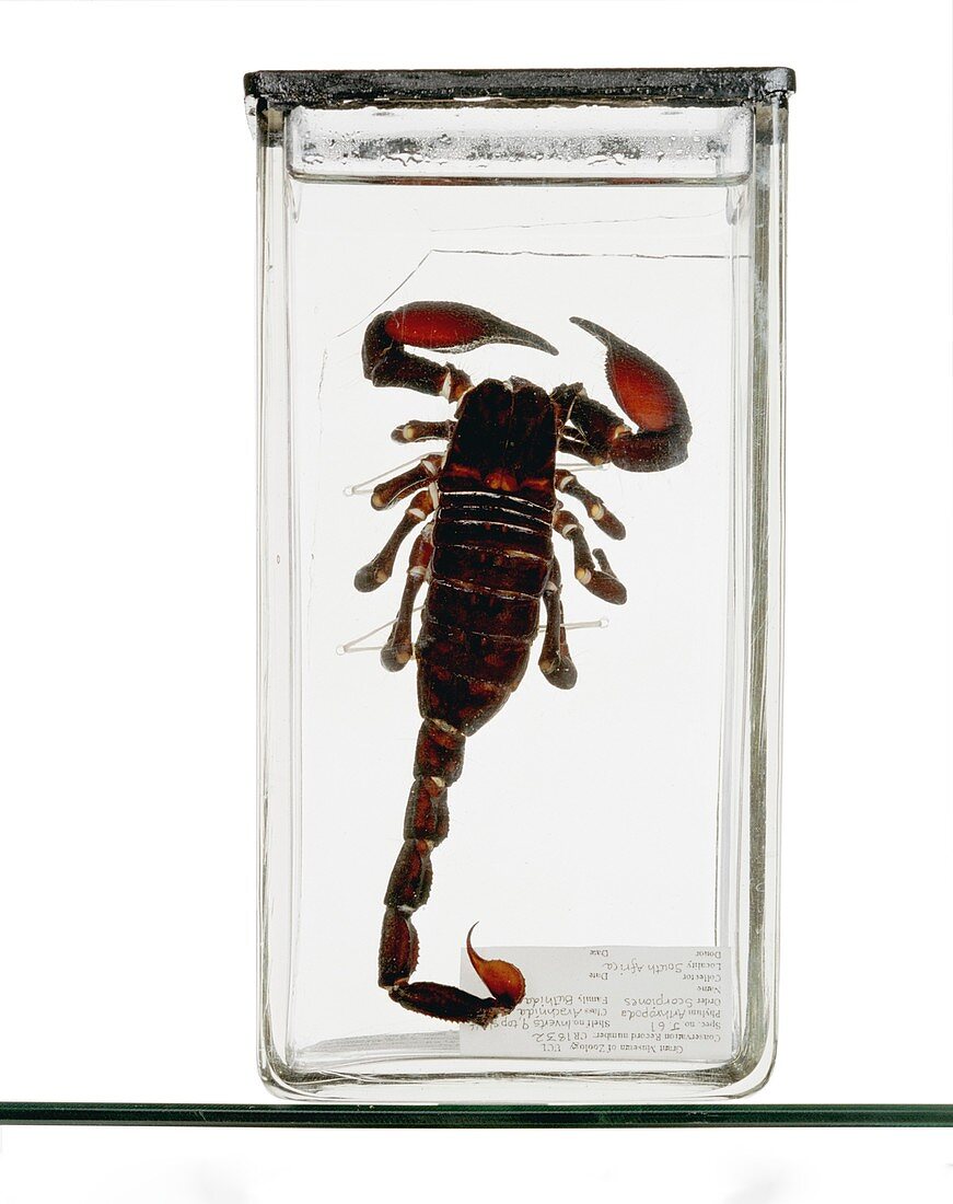 Emperor scorpion specimen