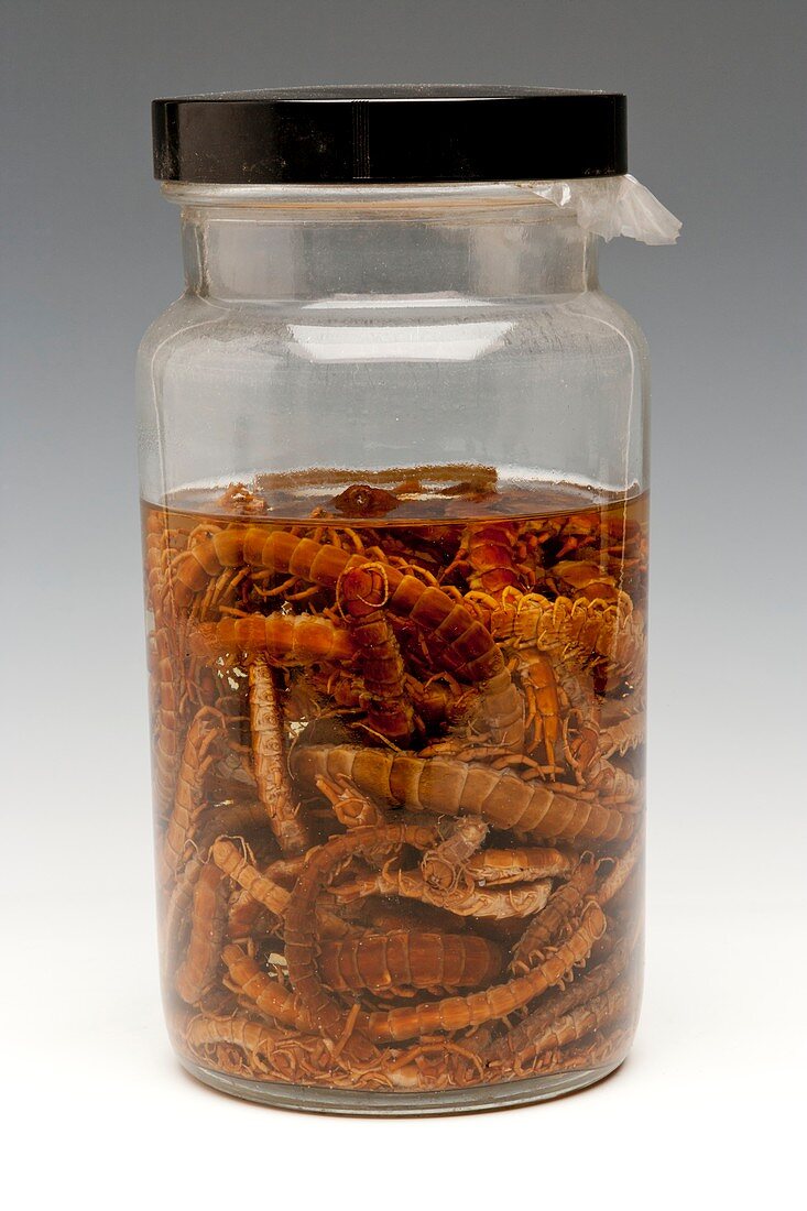 Centipede specimens