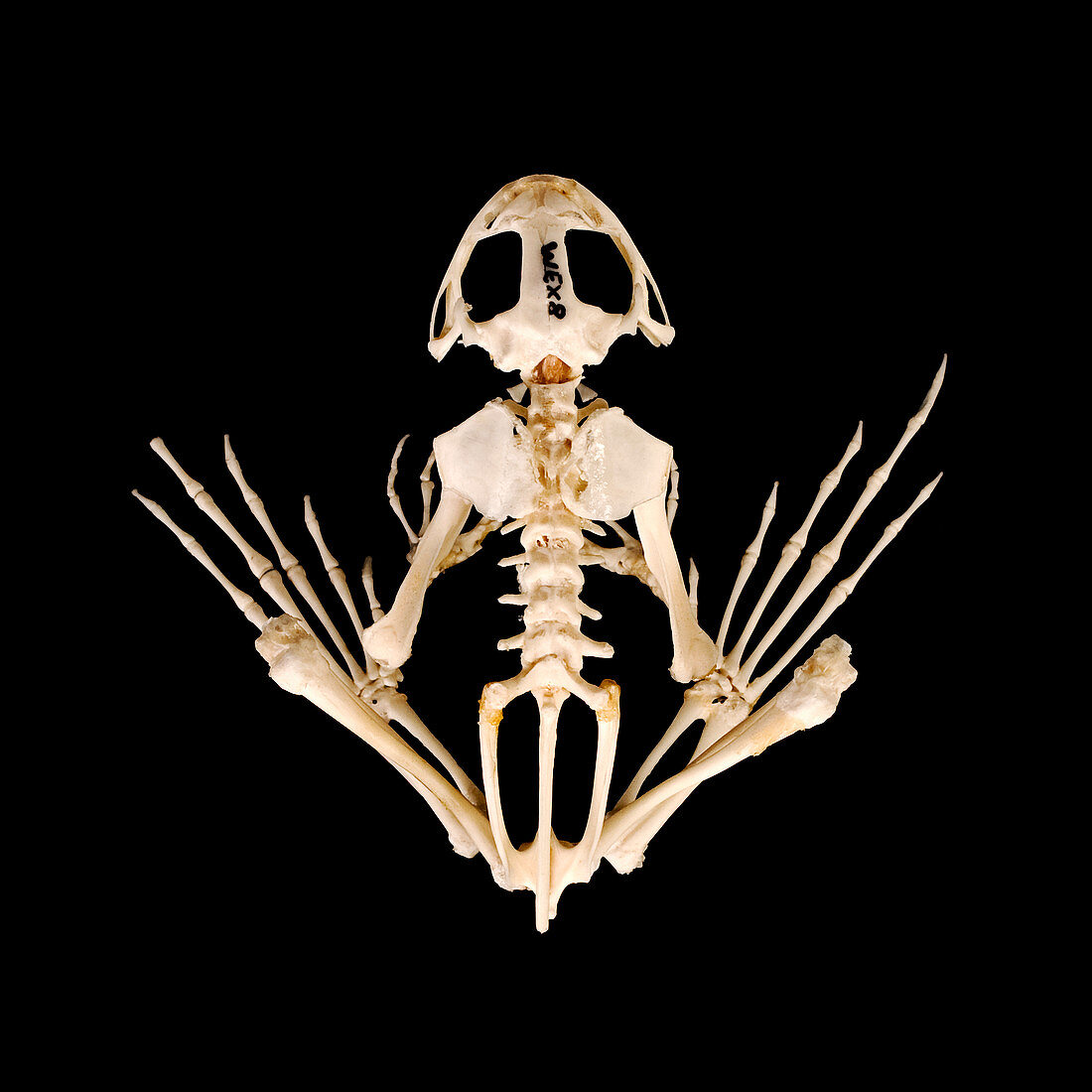 Frog skeleton