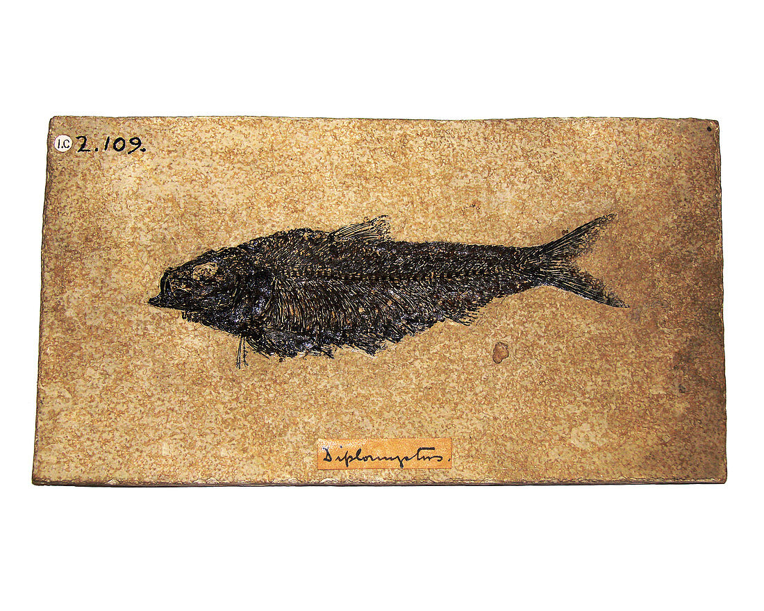 Fossil fish