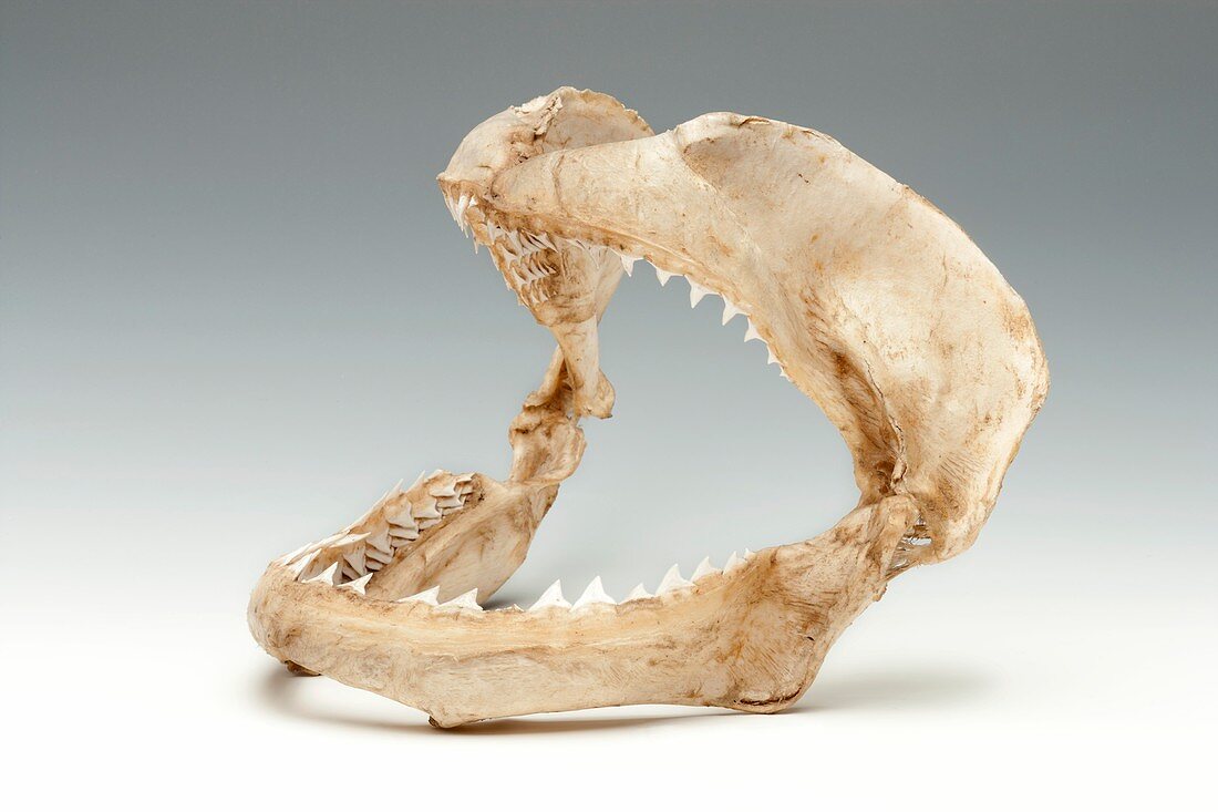 Bull shark jaws,specimen