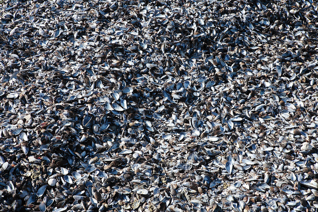 Empty mussel shells on a beach