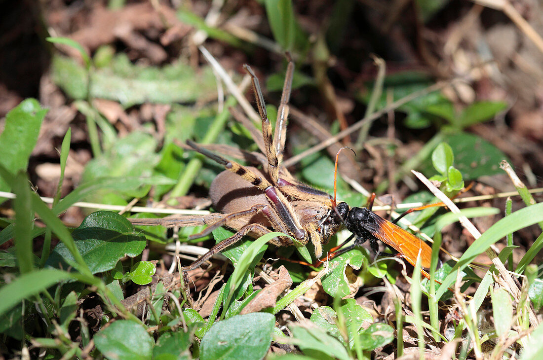 Spider wasp and prey