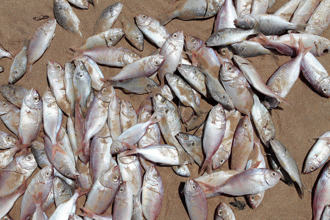 Fish killed by unseasonal temperatures