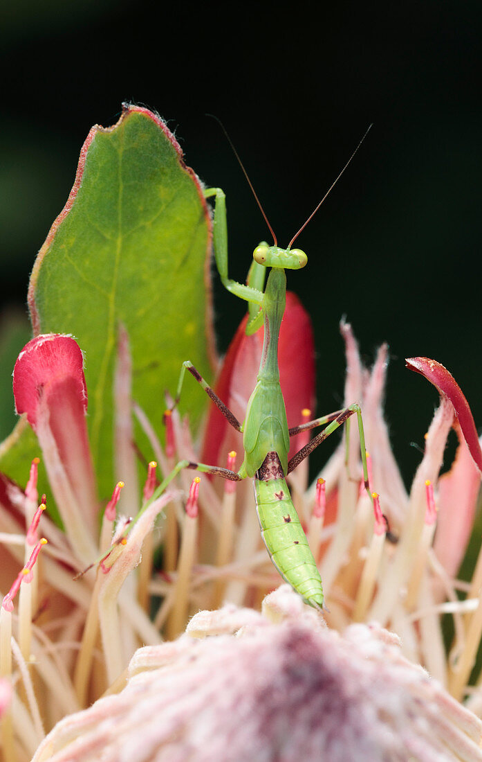 Common green mantis on protea flower
