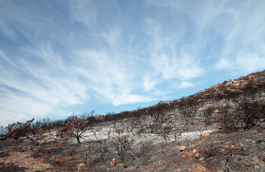 Protea plants in fire-damage scrub