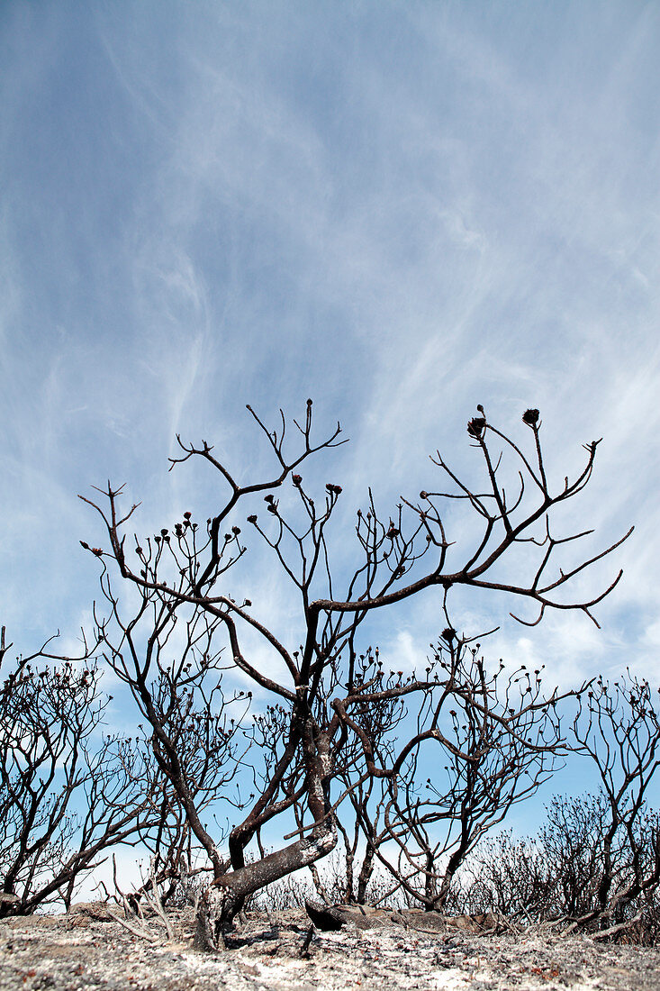 Protea plants in fire-damage scrub