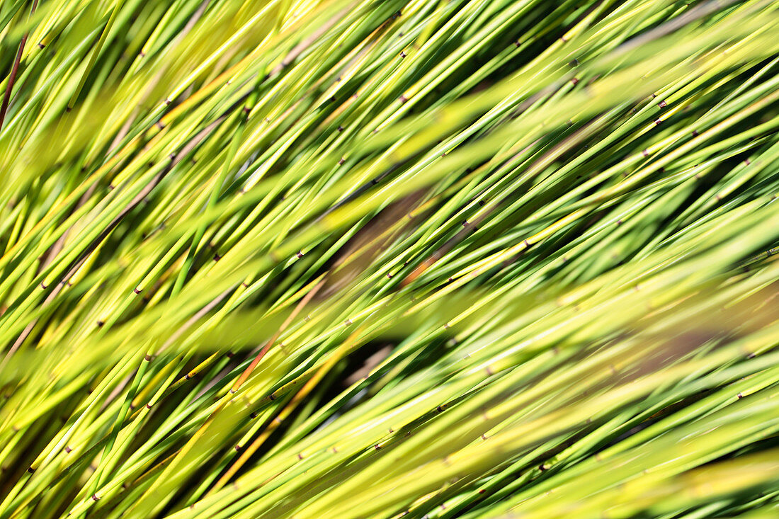 Thatching grass (Hyparrhenia hirta)