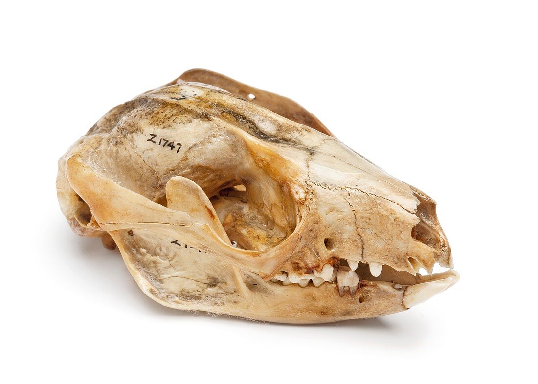 Cuscus skull