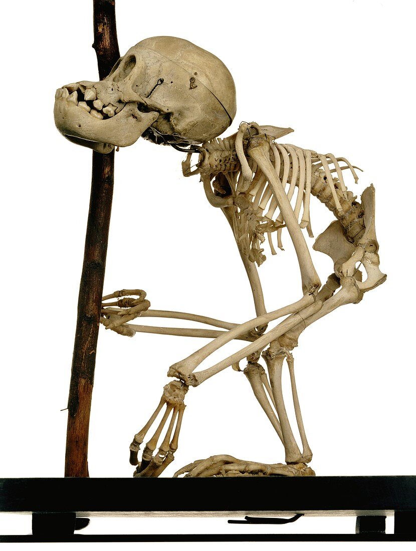 Infant orangutan skeleton