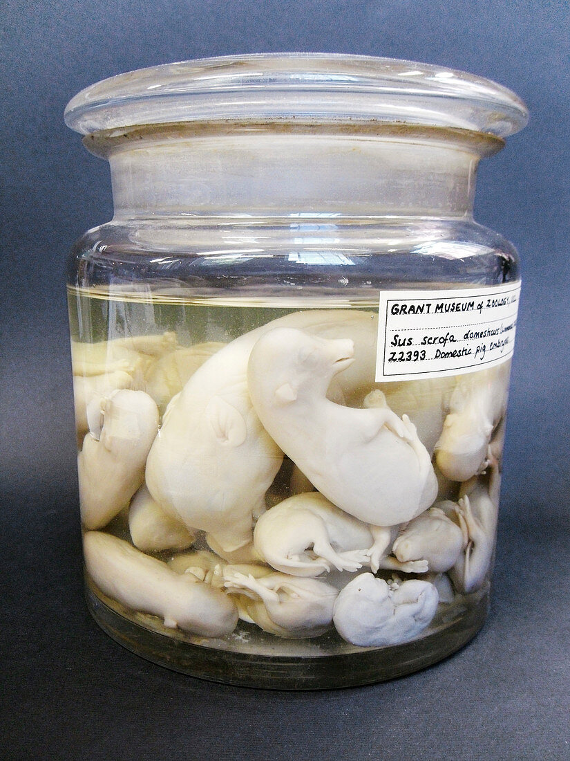 Pig foetus specimens