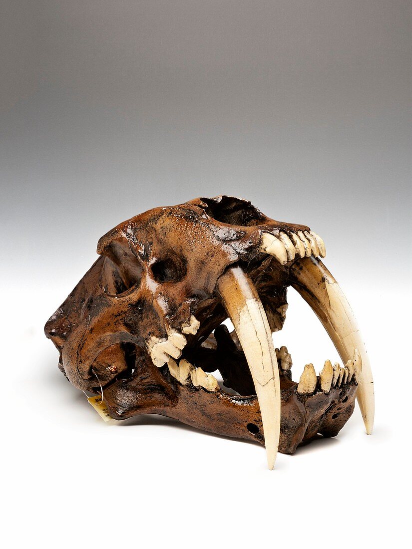 Sabre-toothed cat skull,replica