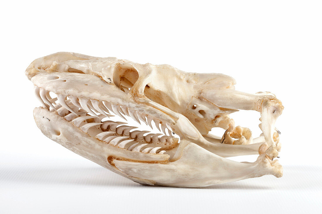 Anaconda skull