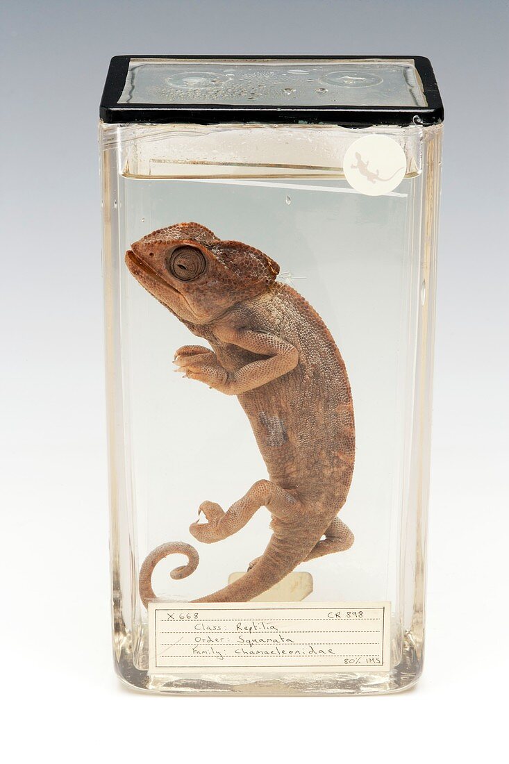 Chameleon,specimen