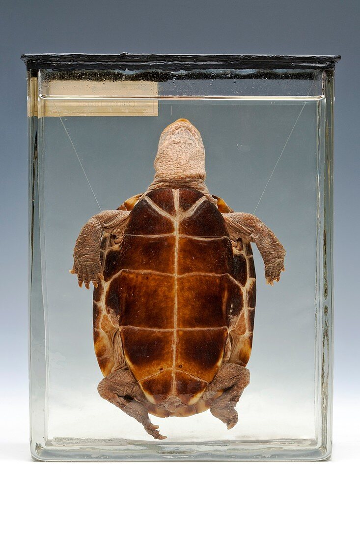 Chinese pond turtle,specimen