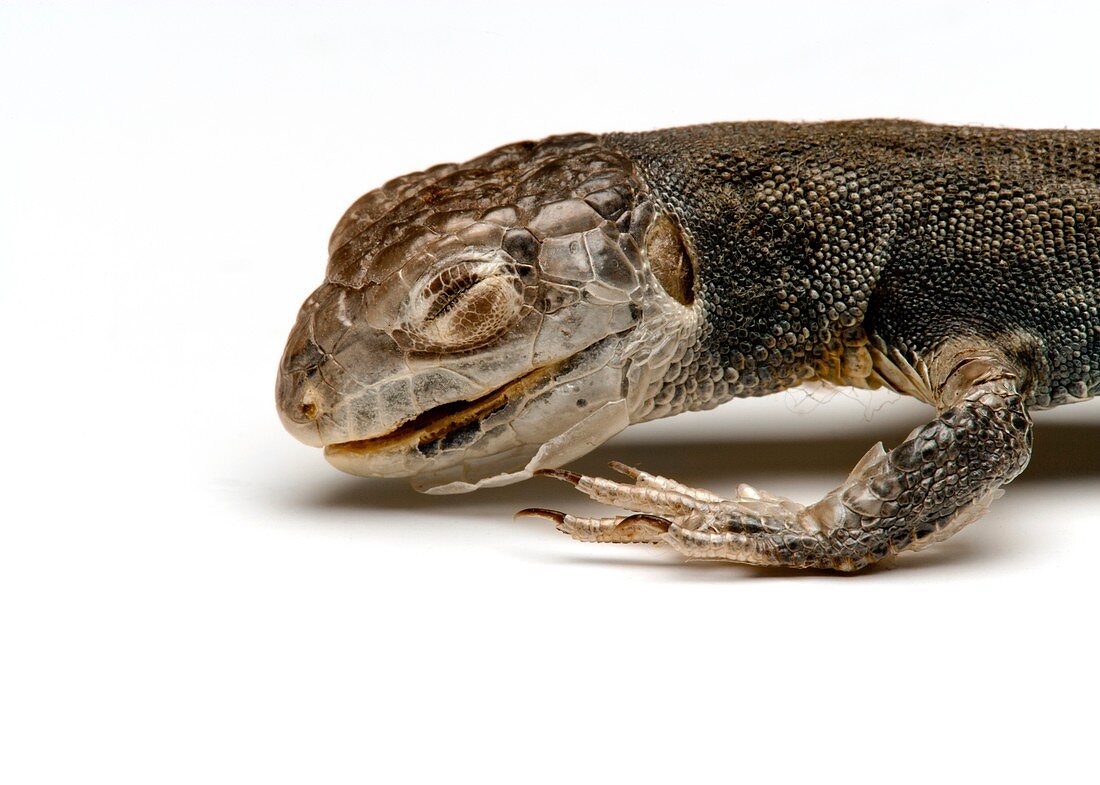 Lizard,dried specimen