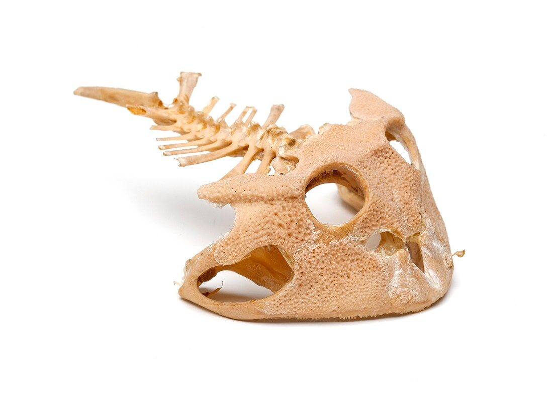 Amazonian horned frog skull