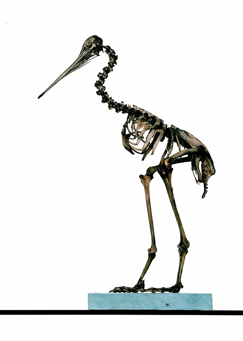 Little spotted kiwi skeleton