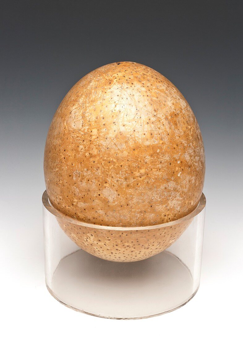 Ostrich egg,specimen