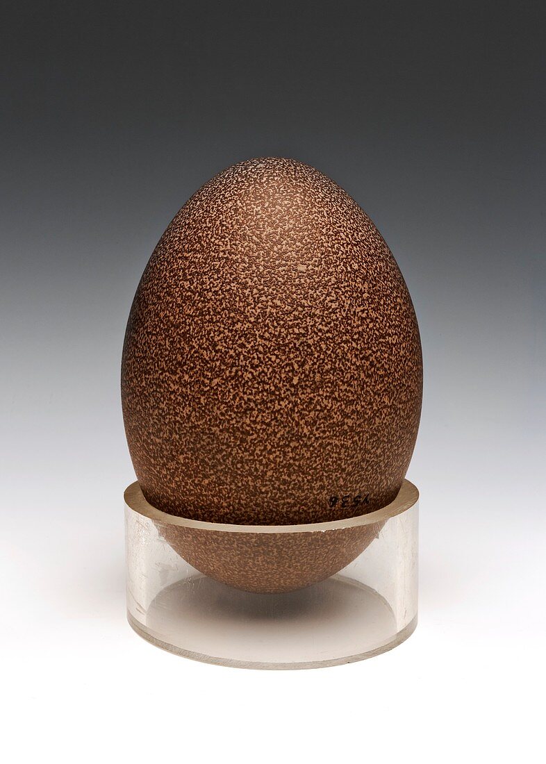 Emu egg,specimen