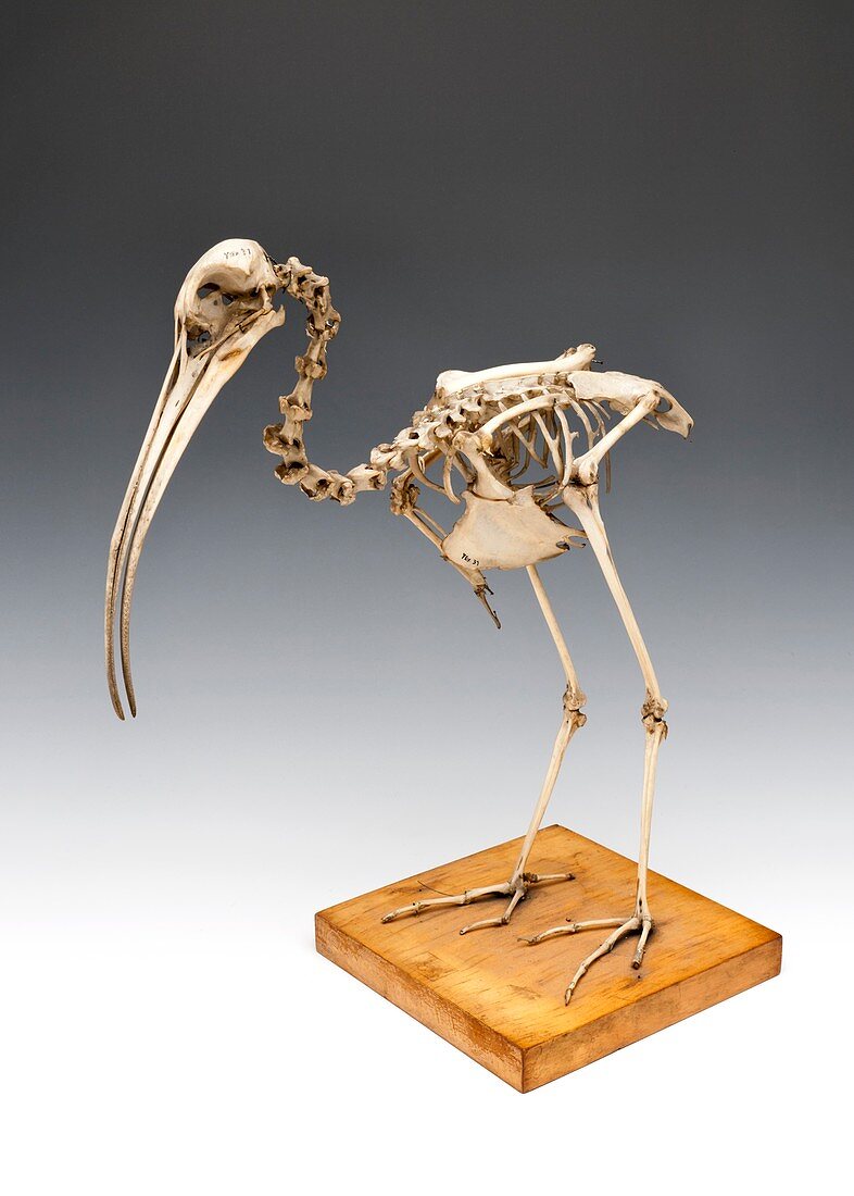 Ibis skeleton,specimen