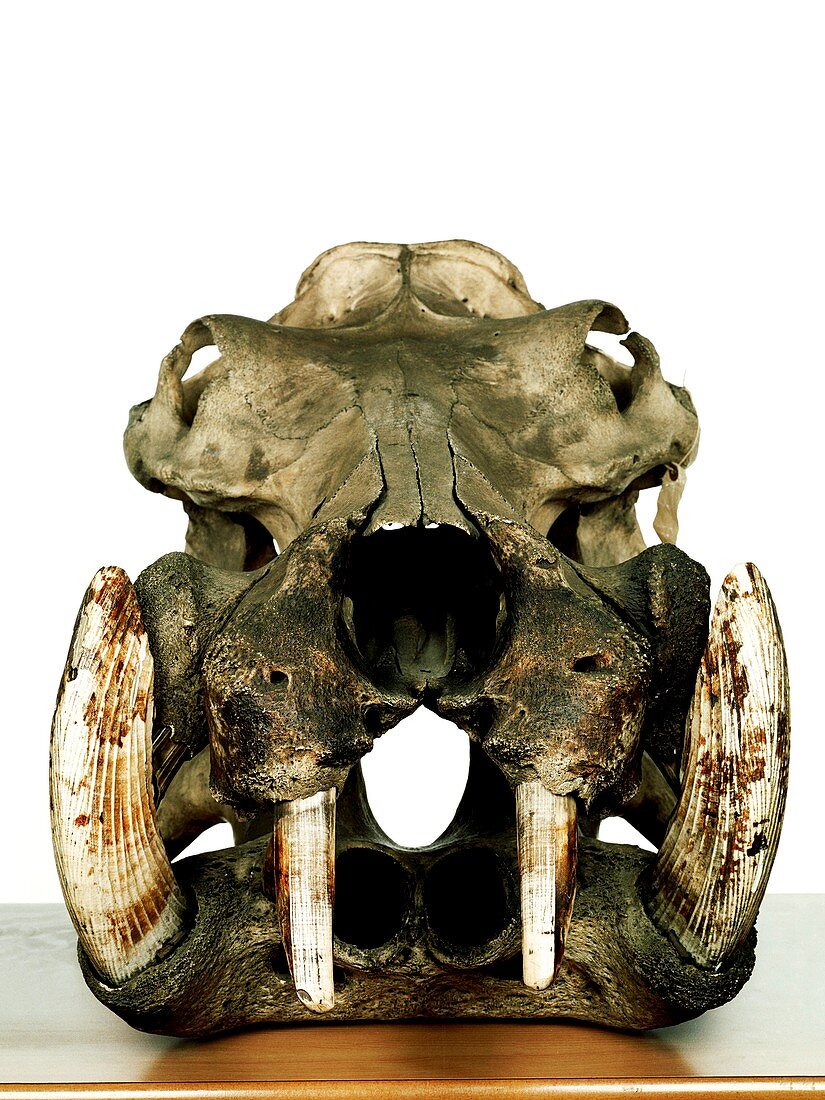 Hippopotamus skull