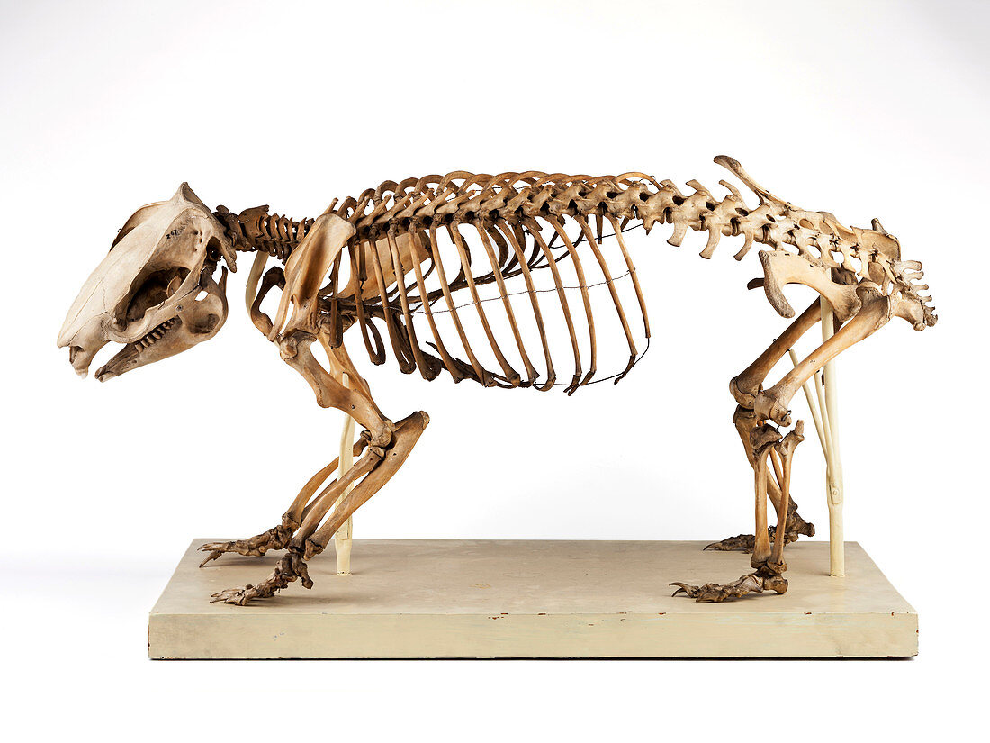 Wombat skeleton