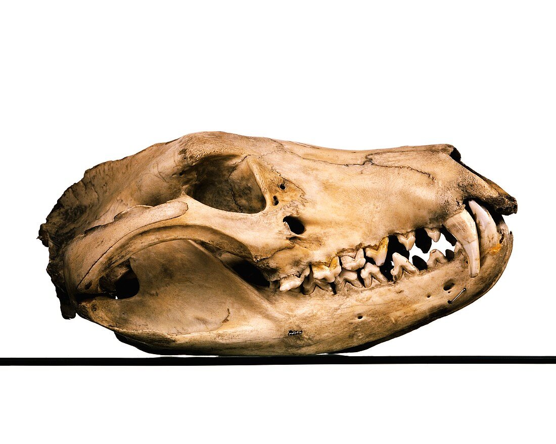Tasmanian wolf skull