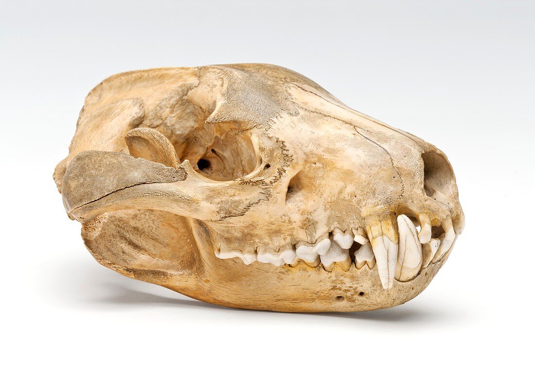 Tasmanian devil skull