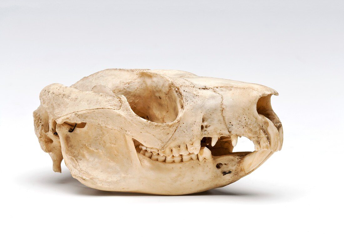 Brush-tailed possum skull