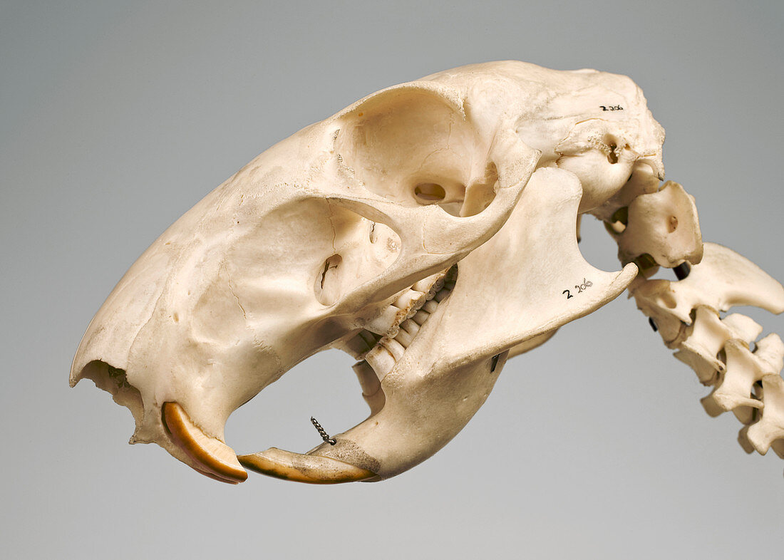 Agouti skull,mandible and neck